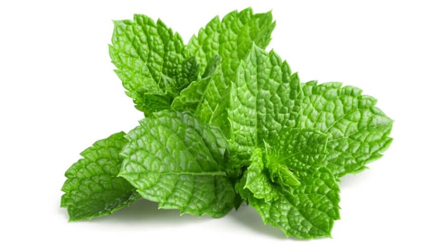 Menthol w OstyHealth