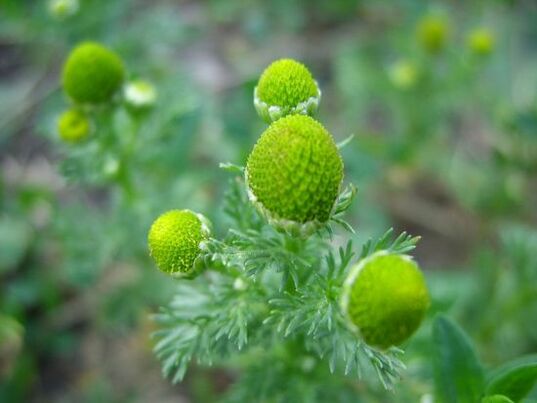 rumianek w leczeniu artrozy stawu kolanowego